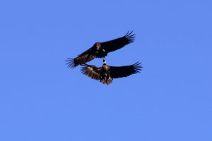 Avistamiento de aves