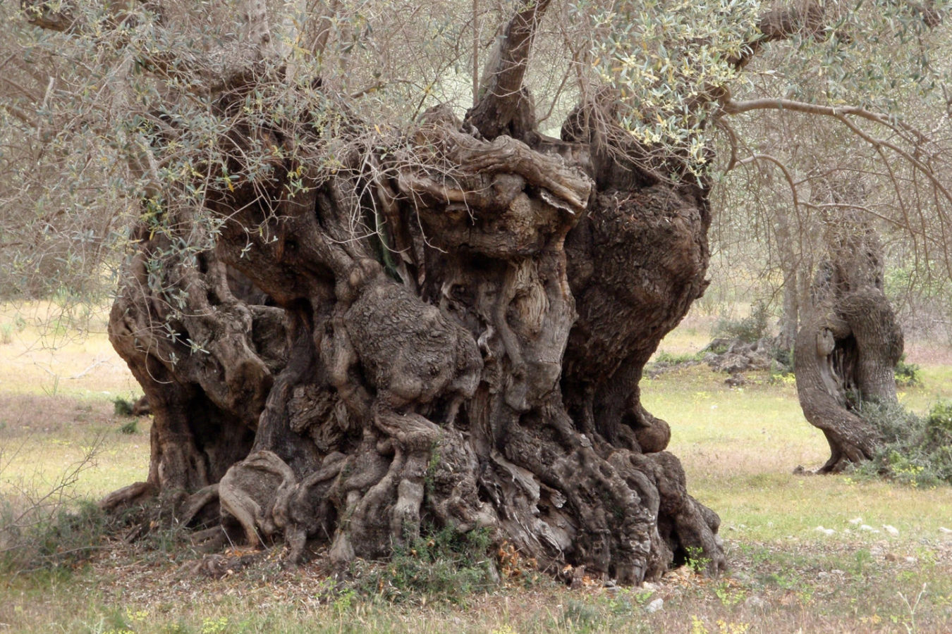 Olivo milenario